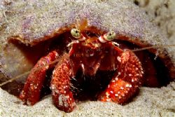 Hermit crab
Taken in a tide poll at Santa Catarina State... by João Paulo Krajewski 